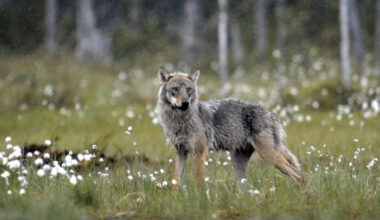Riistapäällikkö arvioi susien määrää: "Salon keskusta on susien ympäröimä"