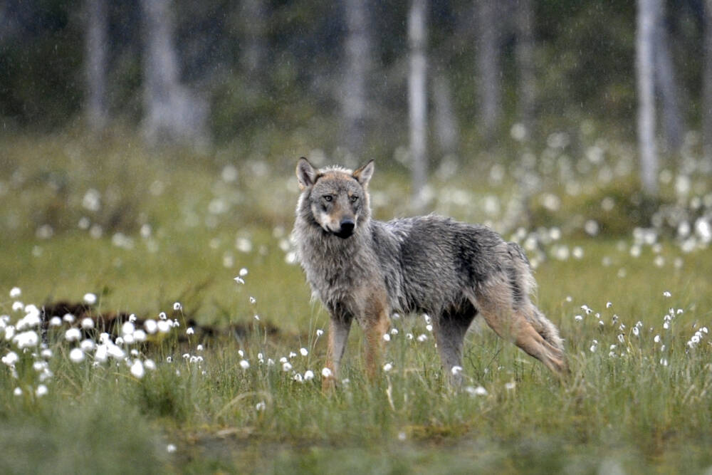 Riistapäällikkö arvioi susien määrää: "Salon keskusta on susien ympäröimä"