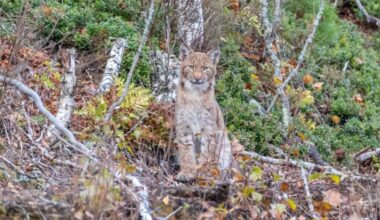 Täydellinen ajoitus: ilveksen pentu poseerasi kameralle Perniössä