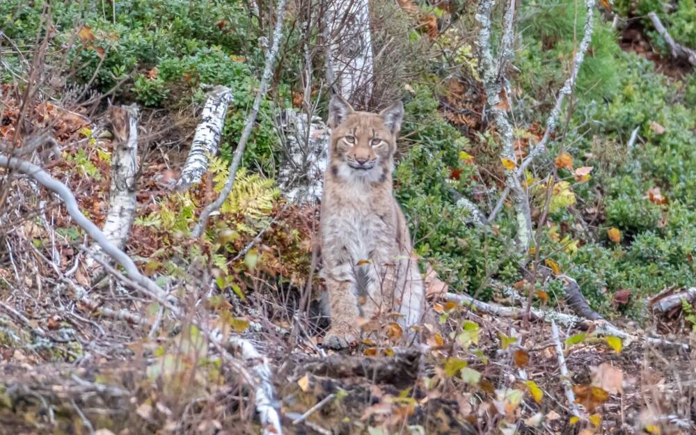 Täydellinen ajoitus: ilveksen pentu poseerasi kameralle Perniössä