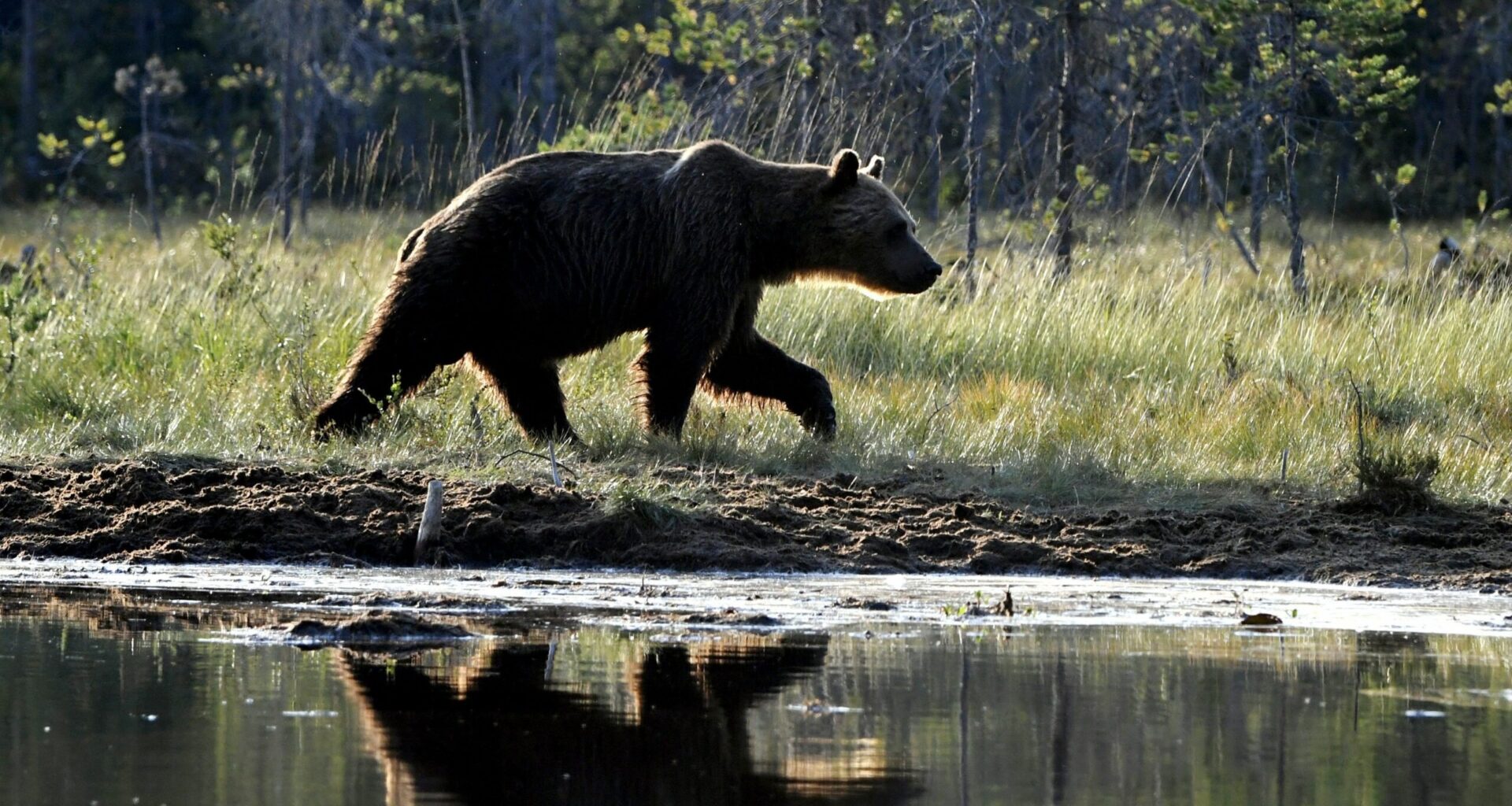 Poliisiylijohtaja MT:lle: Suurpeto voi vielä tappaa ihmisen