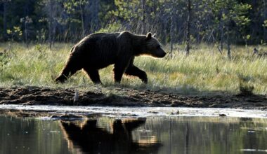 Poliisiylijohtaja MT:lle: Suurpeto voi vielä tappaa ihmisen