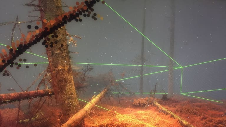 In the Eyes of the Animal