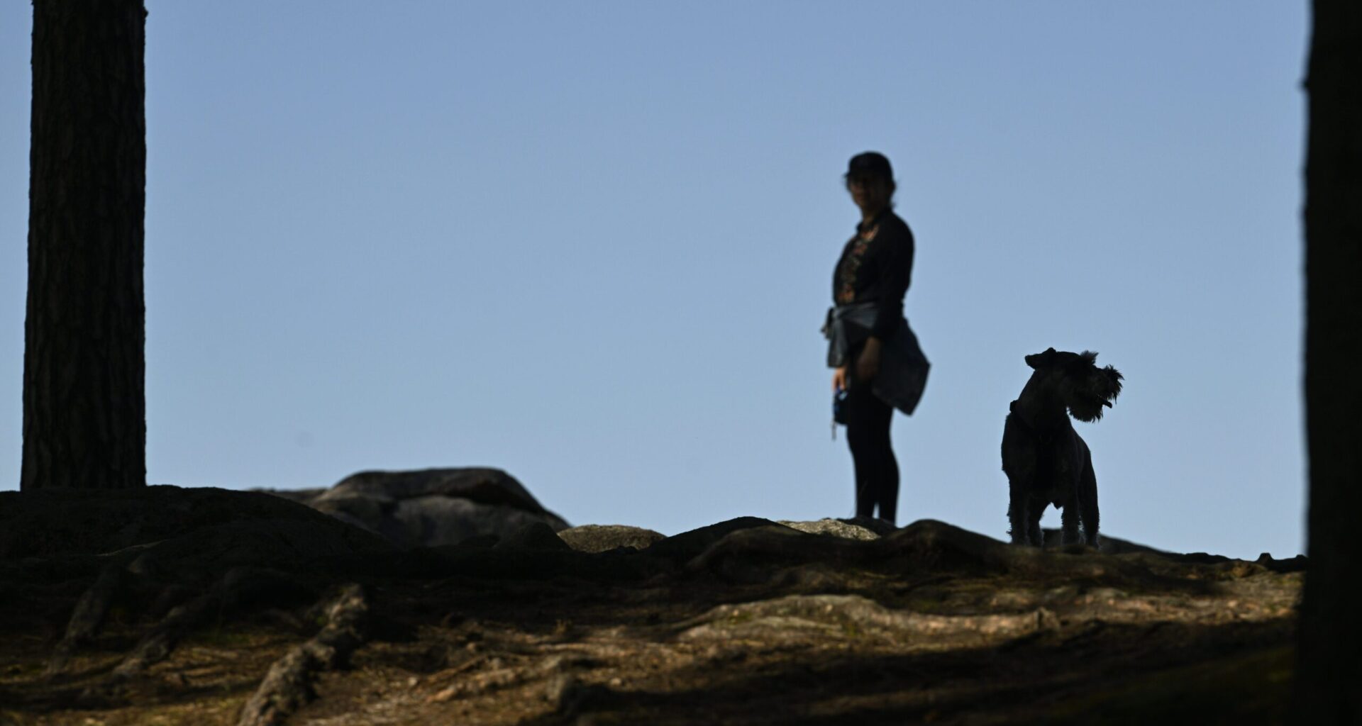 Koirien aineenvaihdunnasta uusi havainto | Verkkouutiset