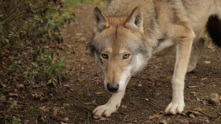 Susi Ähtärin eläinpuistossa