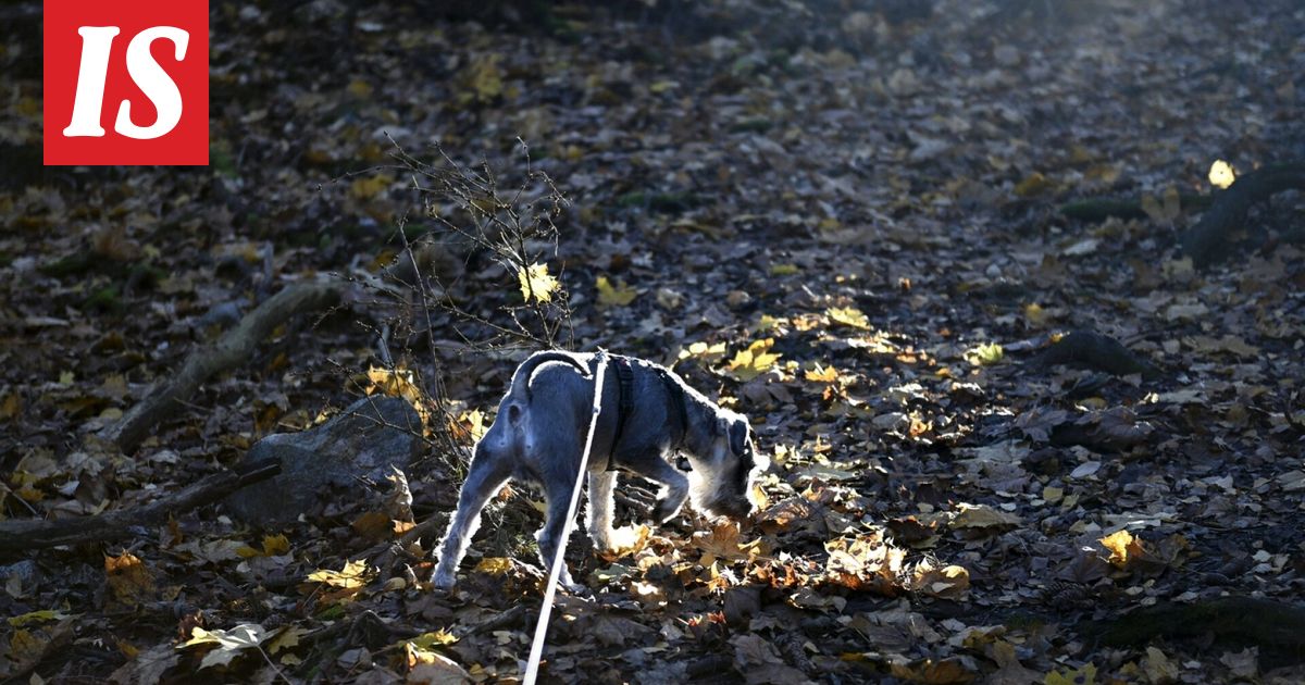 Suomi jäähtyi nopeasti – kohta tilanne muuttuu
