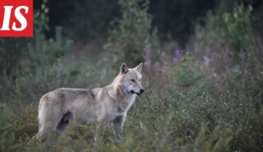 Metsästäjäliitto: Susi raateli hirvikoiran kesken ajon