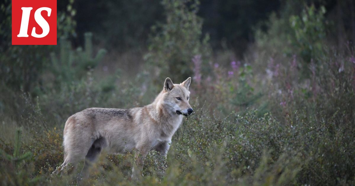 Metsästäjäliitto: Susi raateli hirvikoiran kesken ajon