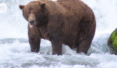 Alaskan lihavimmaksi karhuksi kruunattiin 550-kiloinen jötkäle