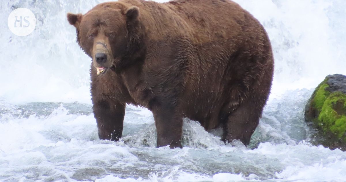 Alaskan lihavimmaksi karhuksi kruunattiin 550-kiloinen jötkäle