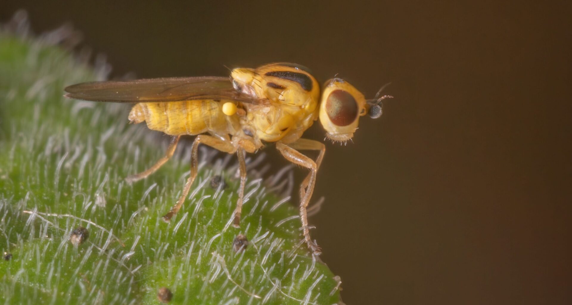 Syysolkikärpänen on syksyinen vitsaus – 2 tapaa päästä eroon