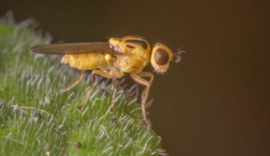 Syysolkikärpänen on syksyinen vitsaus – 2 tapaa päästä eroon