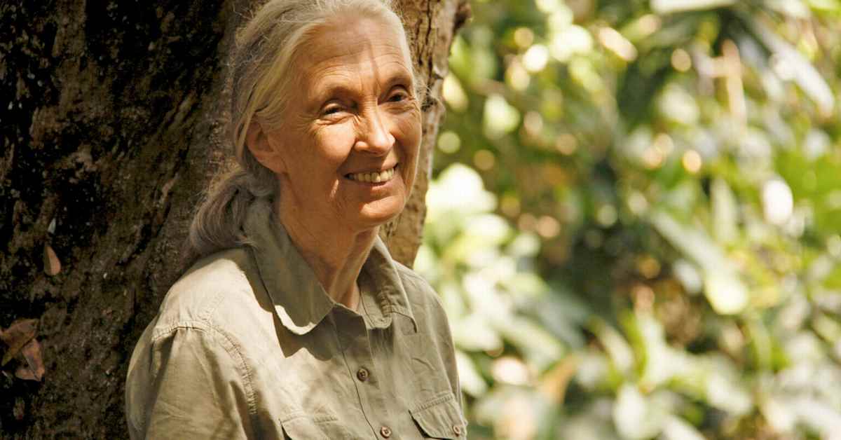 Simpanssitutkija Jane Goodall on kuollut | Uutisia lyhyesti