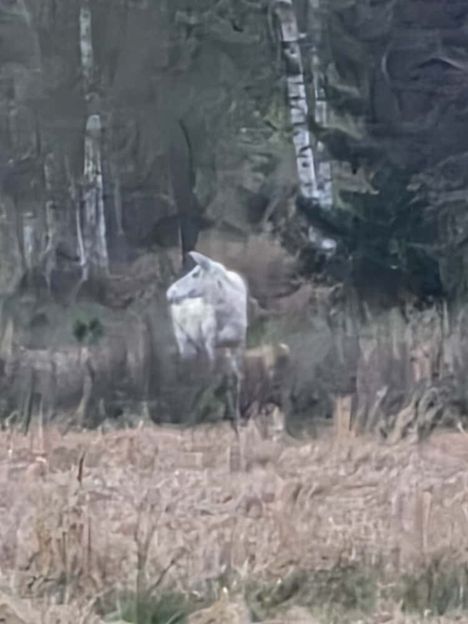 Hirvellä ei ollut sarvia.