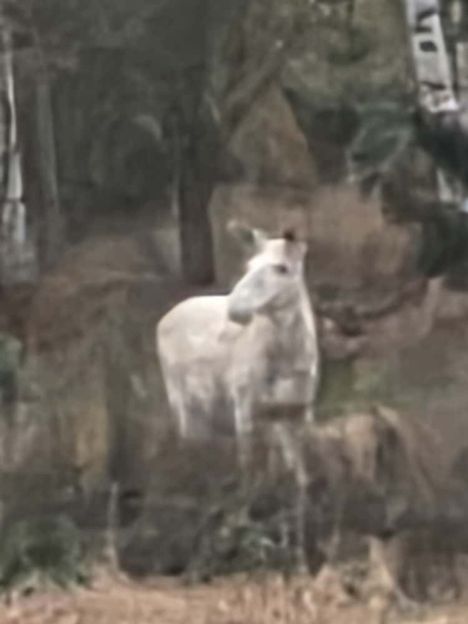 Mika luuli valkoista hirveä ensin hevoseksi.