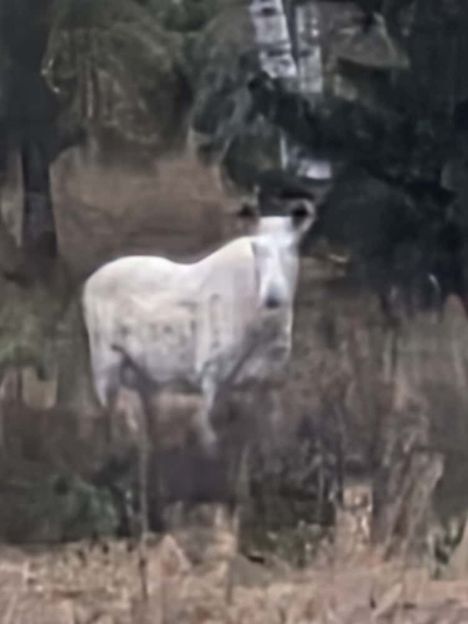 Hirvi nautiskeli syysillasta.