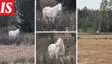 Hohtava näky yllätti Mikan kotimatkalla