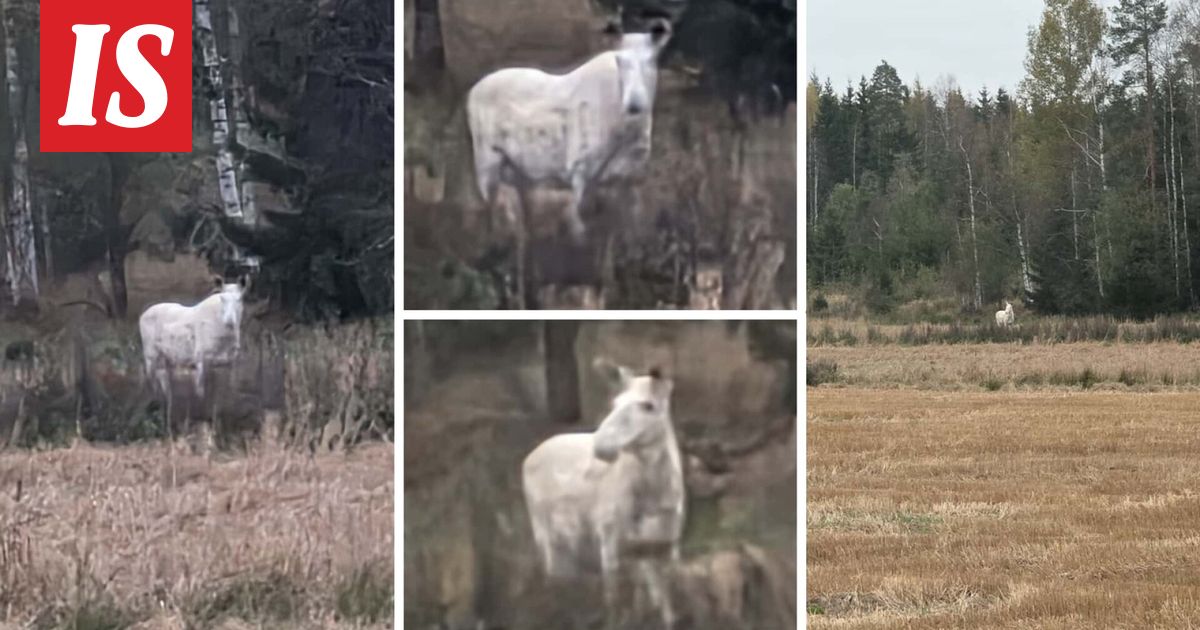 Hohtava näky yllätti Mikan kotimatkalla