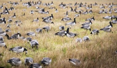 Valkoposkien muuttoaalto käynnissä – liikkeellä on nyt arviolta puoli miljoonaa hanhea - Maatalous