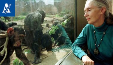 Simpanssitutkija Jane Goodall on kuollut
