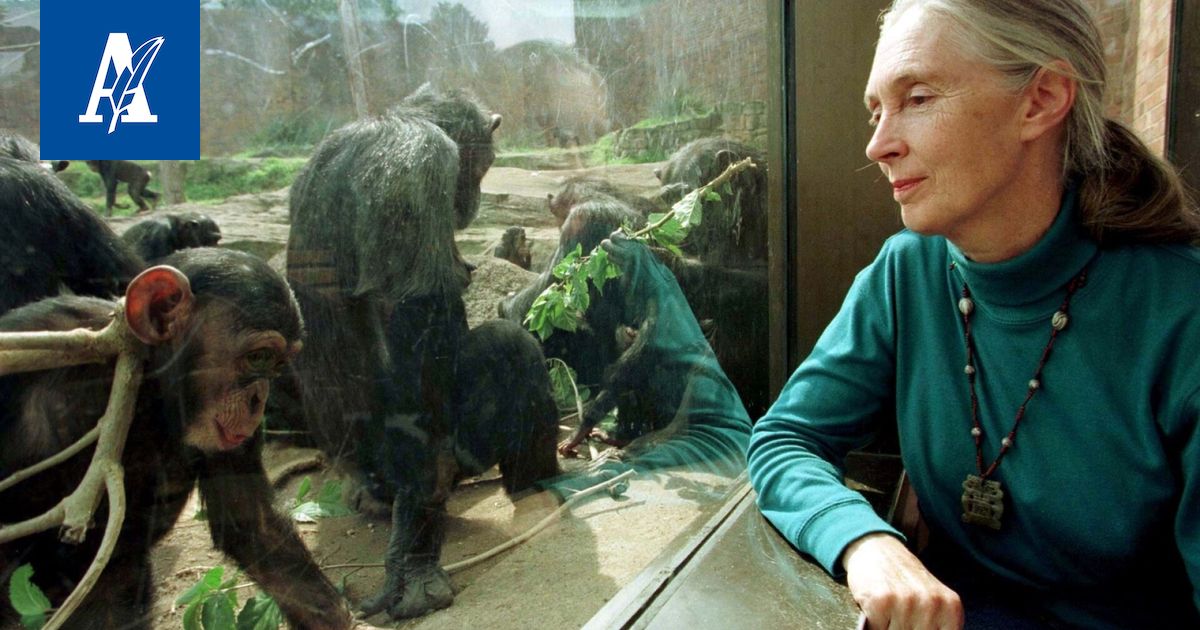 Simpanssitutkija Jane Goodall on kuollut