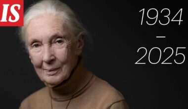 Simpanssitutkija Jane Goodall on kuollut
