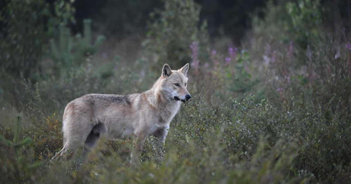 Susia on valtavasti enemmän kuin vuosi sitten – kartta näyttää, missä Suomen 430 sutta elävät | Kotimaa