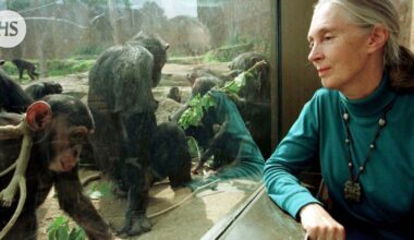 Simpanssitutkija Jane Goodall on kuollut