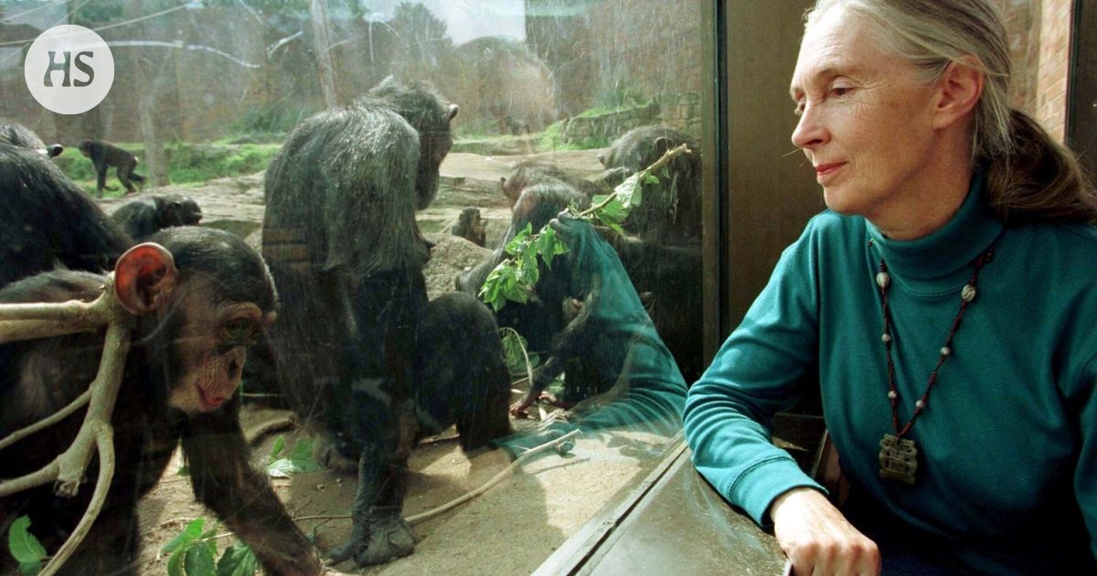 Simpanssitutkija Jane Goodall on kuollut