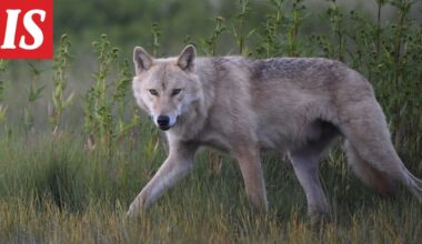 Luken kartta paljastaa: Susihavainnot lähialueellasi