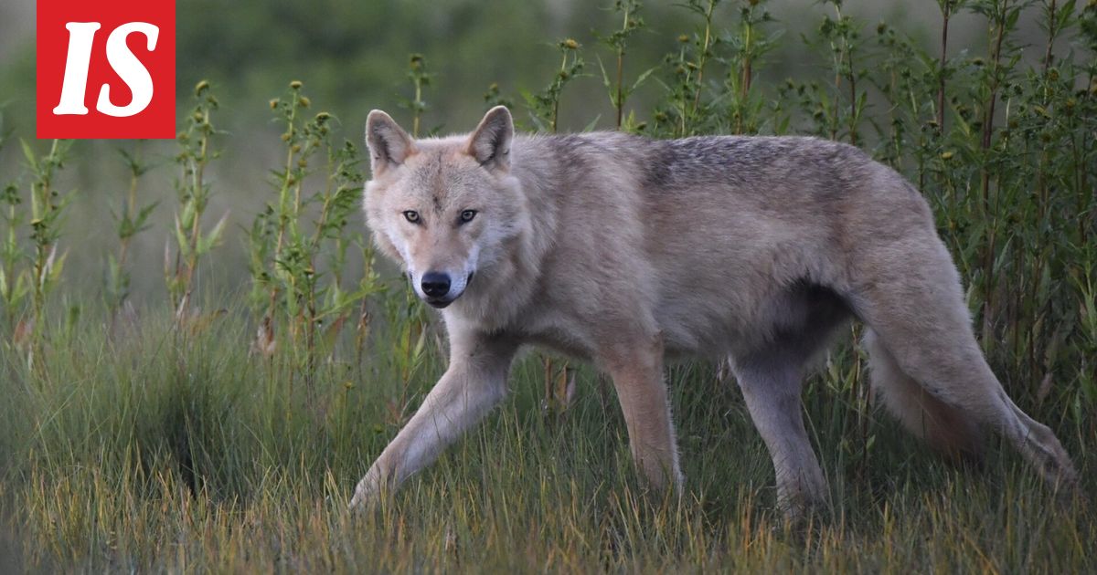 Luken kartta paljastaa: Susihavainnot lähialueellasi