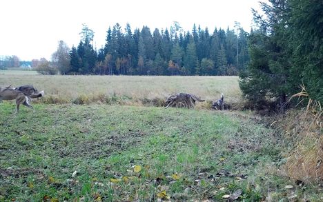 Tämä viiden suden lauma on kuvattu Kankaanpäässä.