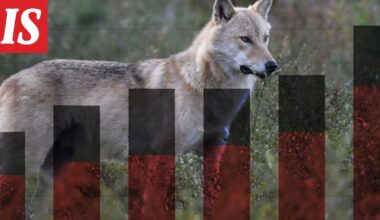 Susikanta kasvaa ja reviirit leviävät