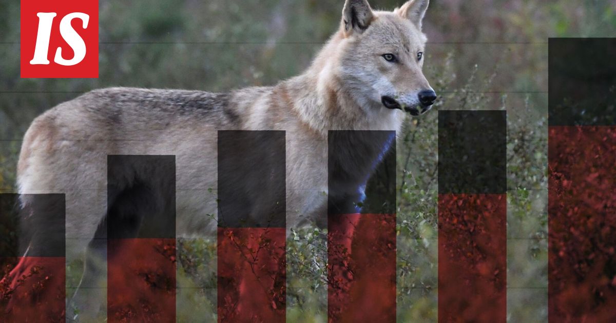 Susikanta kasvaa ja reviirit leviävät