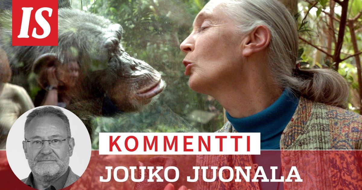 Kommentti: Simpanssitutkija Jane Goodall opetti, mitä ihmisyys oikeastaan merkitsee