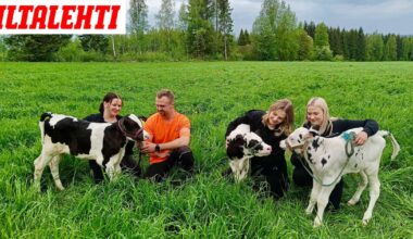 Maajussi-Pertun toiminta saa puolisoehdokkaan kyyneliin – Treffit eivät miellyttäneet