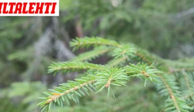 Suomalaisten puiden oksilta löytyi kultaa