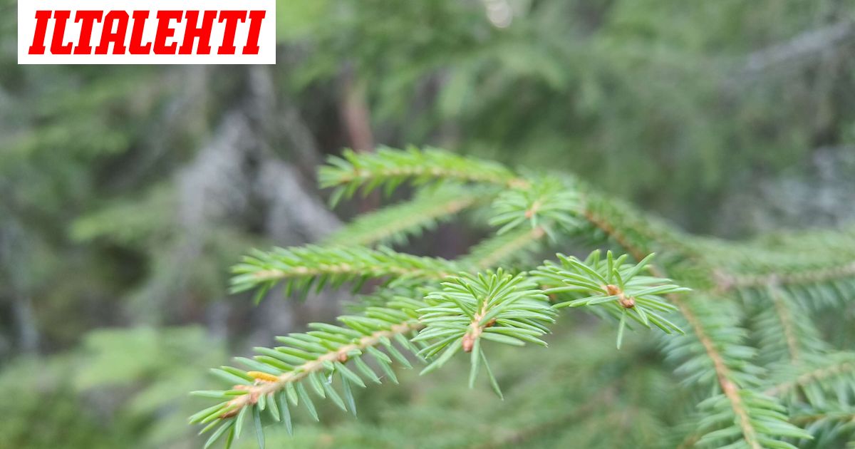 Suomalaisten puiden oksilta löytyi kultaa