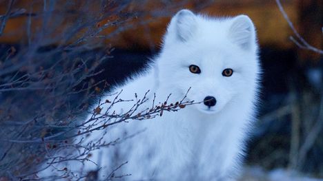 Naali on palaamassa Suomen luontoon väsymättömän suojelutyön ansiosta. Kuva: © Sridhar Chilimuri / Unsplash