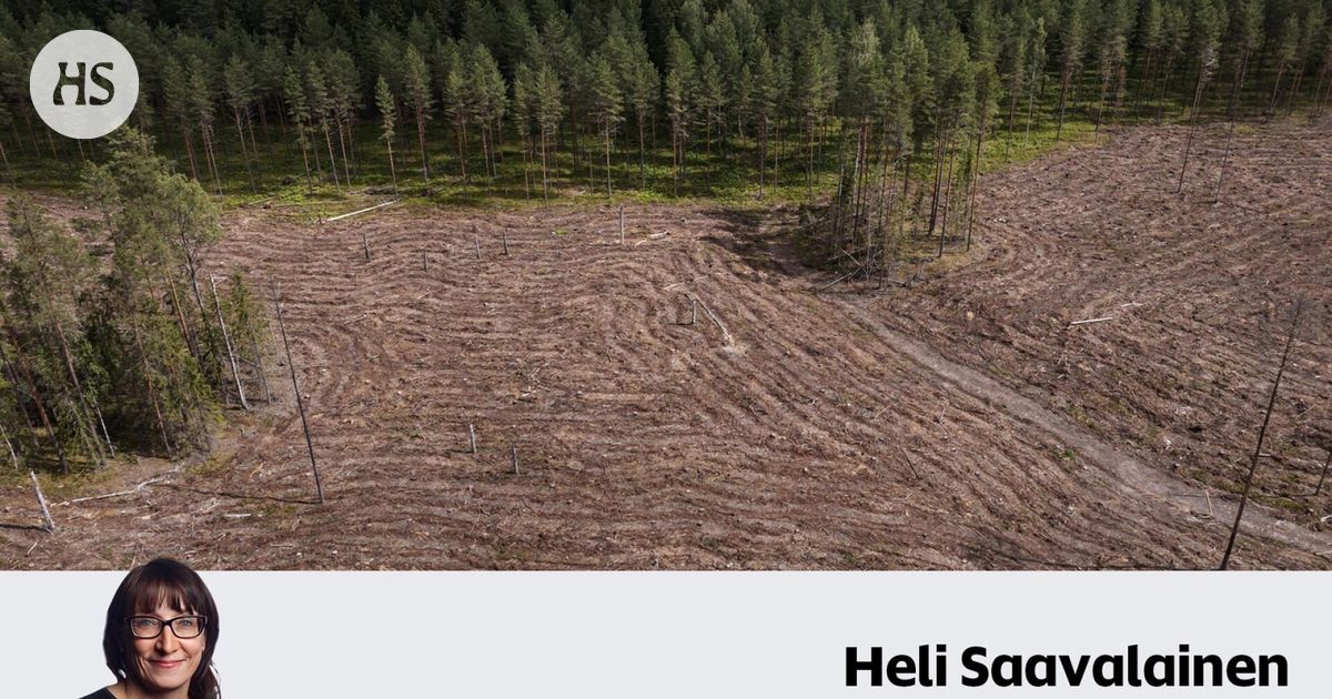 Suomalaiset ovat suurkuluttajia, sanoo raportti – Syy on poliitikkojen