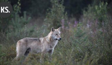 Susivahinkojen kokonaismäärä Suomessa on kasvanut – välkkyvät, ujeltavat ja ilmalla täyttyvät laitteet todettiin hyödyllisiksi susikarkottimia testanneen hankkeen aikana | Uutissuomalainen