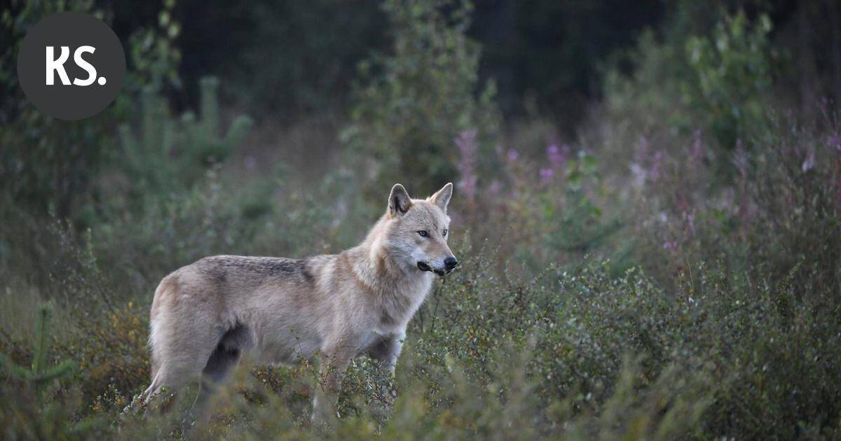 Susivahinkojen kokonaismäärä Suomessa on kasvanut – välkkyvät, ujeltavat ja ilmalla täyttyvät laitteet todettiin hyödyllisiksi susikarkottimia testanneen hankkeen aikana | Uutissuomalainen