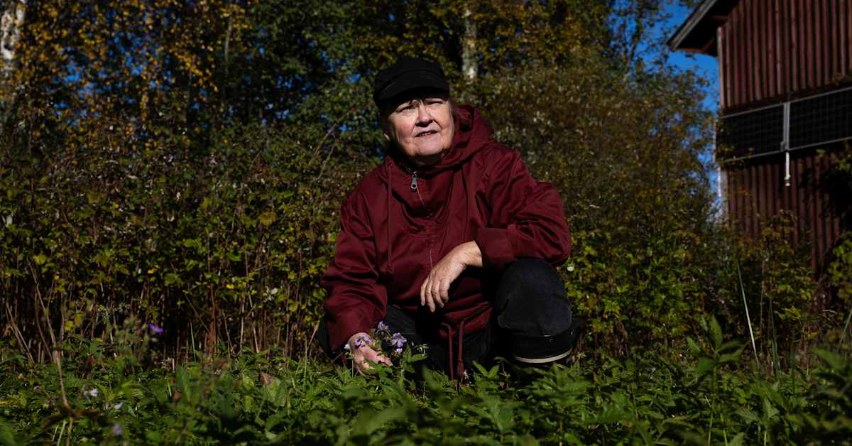 Luonnonkukkaniitty voi syntyä vähällä vaivalla – perusta se ennen pakkasia | Kainuu