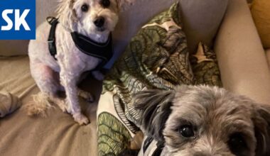 Kristina Käsmä antoi vieraansa lenkittää koiria, sitten mies ja koirat katosivat