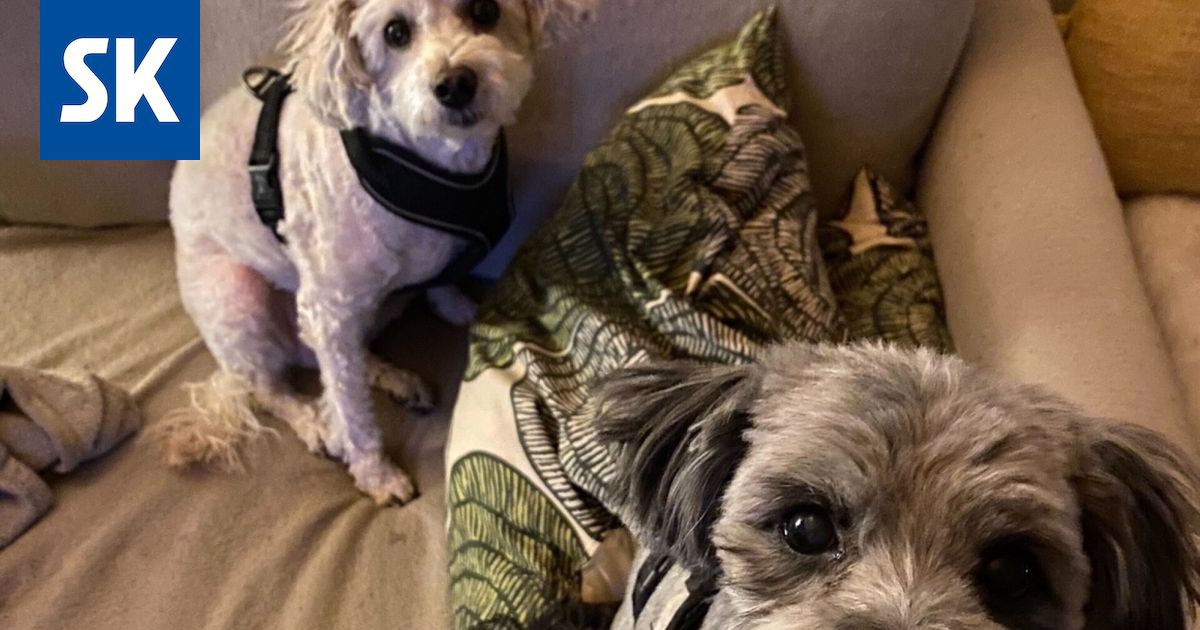 Kristina Käsmä antoi vieraansa lenkittää koiria, sitten mies ja koirat katosivat