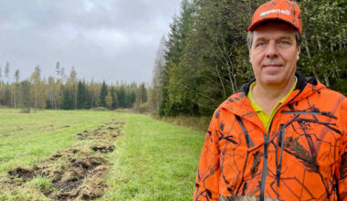 Villisikakolarit eivät yllättäneet Lopella – laumoista on ollut vaivaa jo useita vuosia | Kanta-Häme