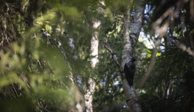 Euroopan ympäristöraportti paljastaa, missä toimissa Suomi loistaa ja missä on rutkasti kirittävää - Uutiset kotimaasta ja maailmalta