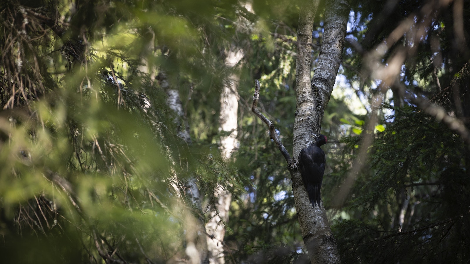 Euroopan ympäristöraportti paljastaa, missä toimissa Suomi loistaa ja missä on rutkasti kirittävää - Uutiset kotimaasta ja maailmalta