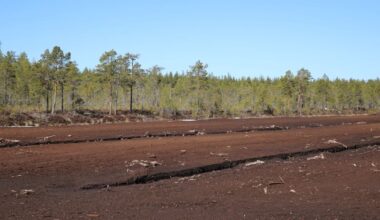 Kaustisella ja Lestijärvellä ennallistetaan luontoa vihreän siirtymän hankkeilla | Keski-Pohjanmaa