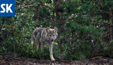 Sudet ovat löytäneet Satakunnasta sopivia elinympäristöjä niin hyvin, että reviirit yltävät jo lähes koko maakuntaan.